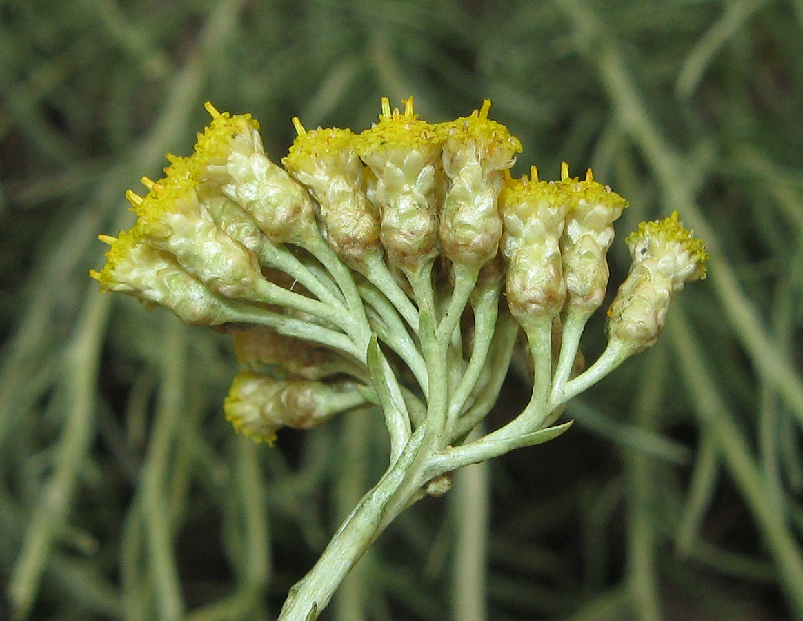 Image of genus Helichrysum specimen.