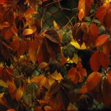 Parthenocissus quinquefolia