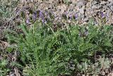 Astragalus kurdaicus