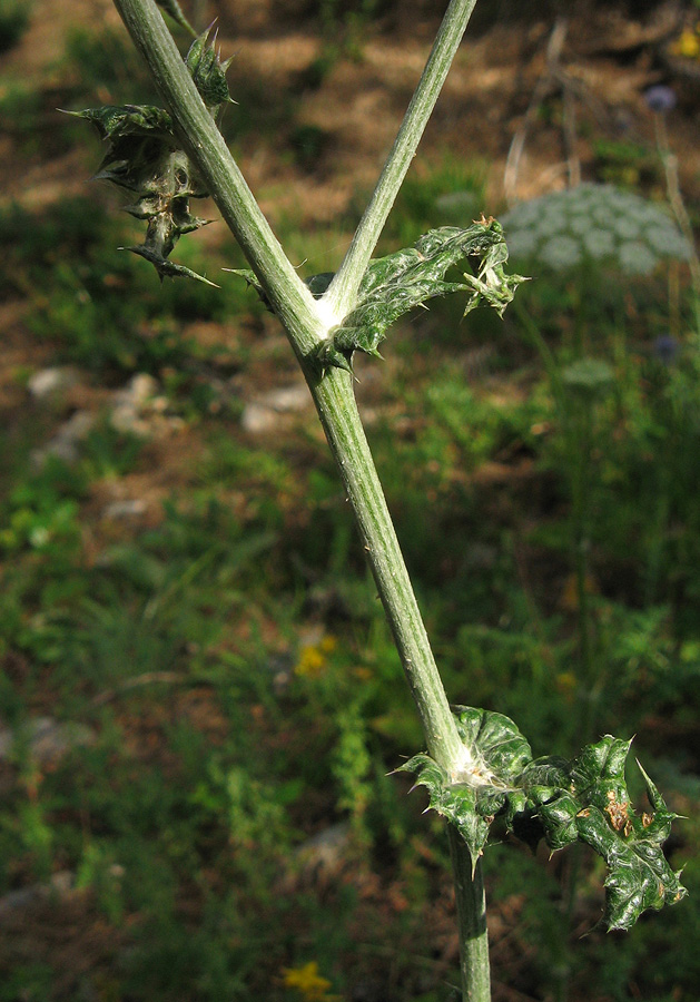 Изображение особи Echinops armatus.