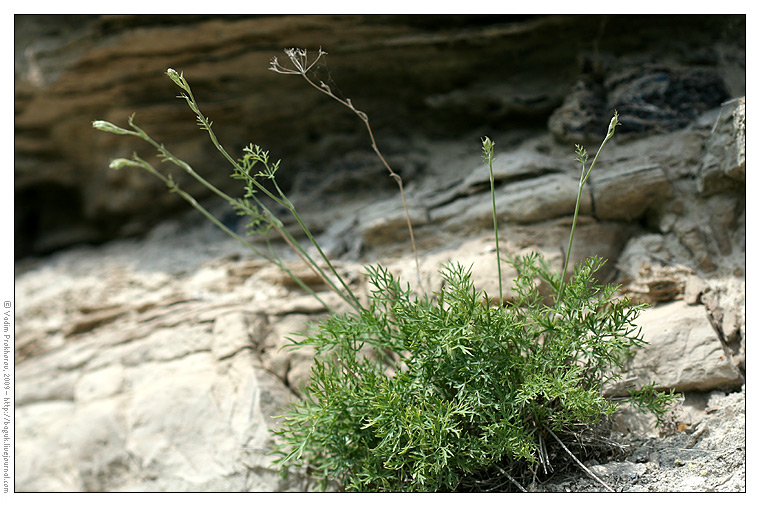 Изображение особи Pimpinella tragium.