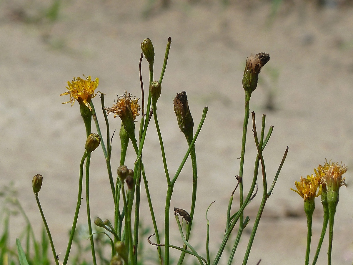 Image of Scorzoneroides autumnalis specimen.