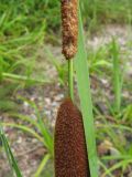 Typha angustifolia. Часть соцветия. Костромская обл., Кадыйский р-н, окр. с. Завражье, пойма р. Нёмда (Горьковское вдхр.). 22.07.2013.