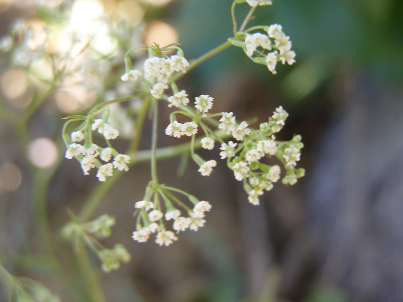 Image of Falcaria vulgaris specimen.