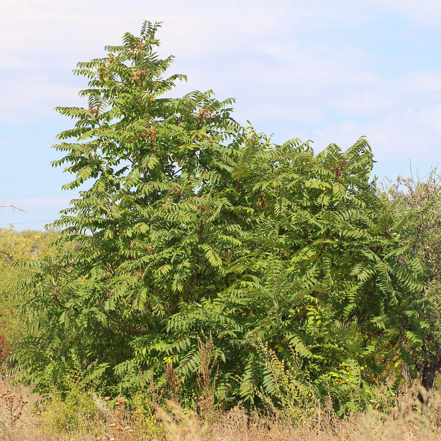 Изображение особи Ailanthus altissima.