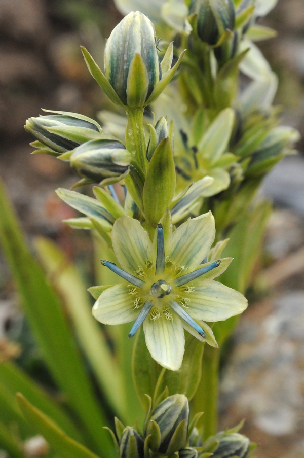 Изображение особи Swertia marginata.