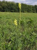 Linaria ruthenica