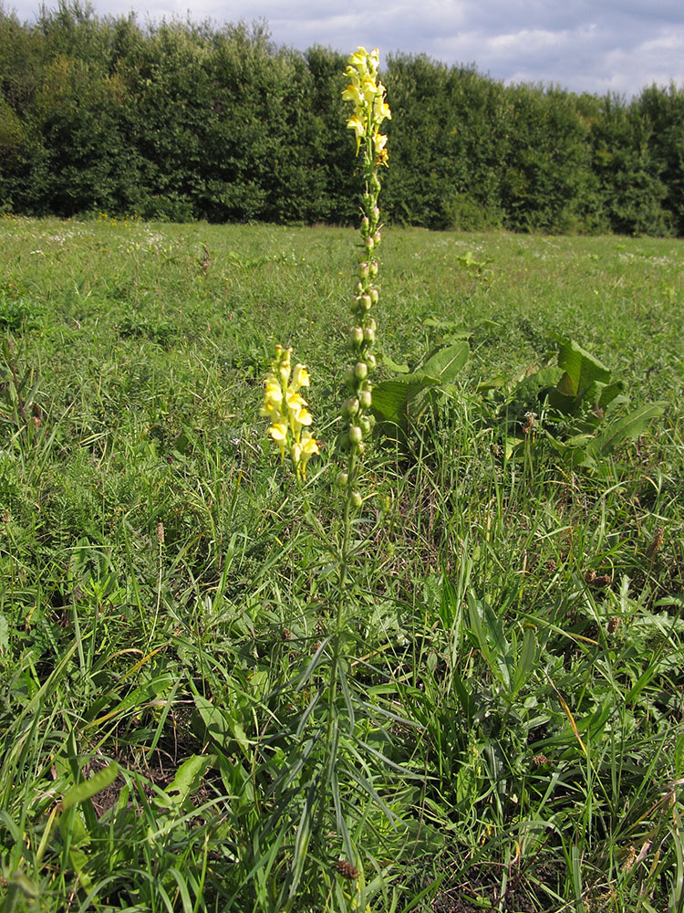 Изображение особи Linaria ruthenica.