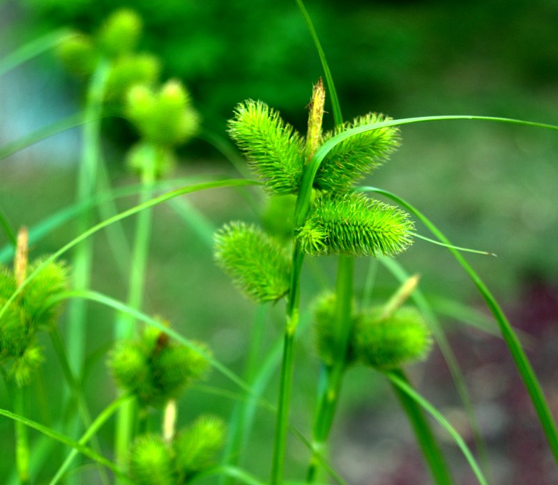 Изображение особи Carex capricornis.