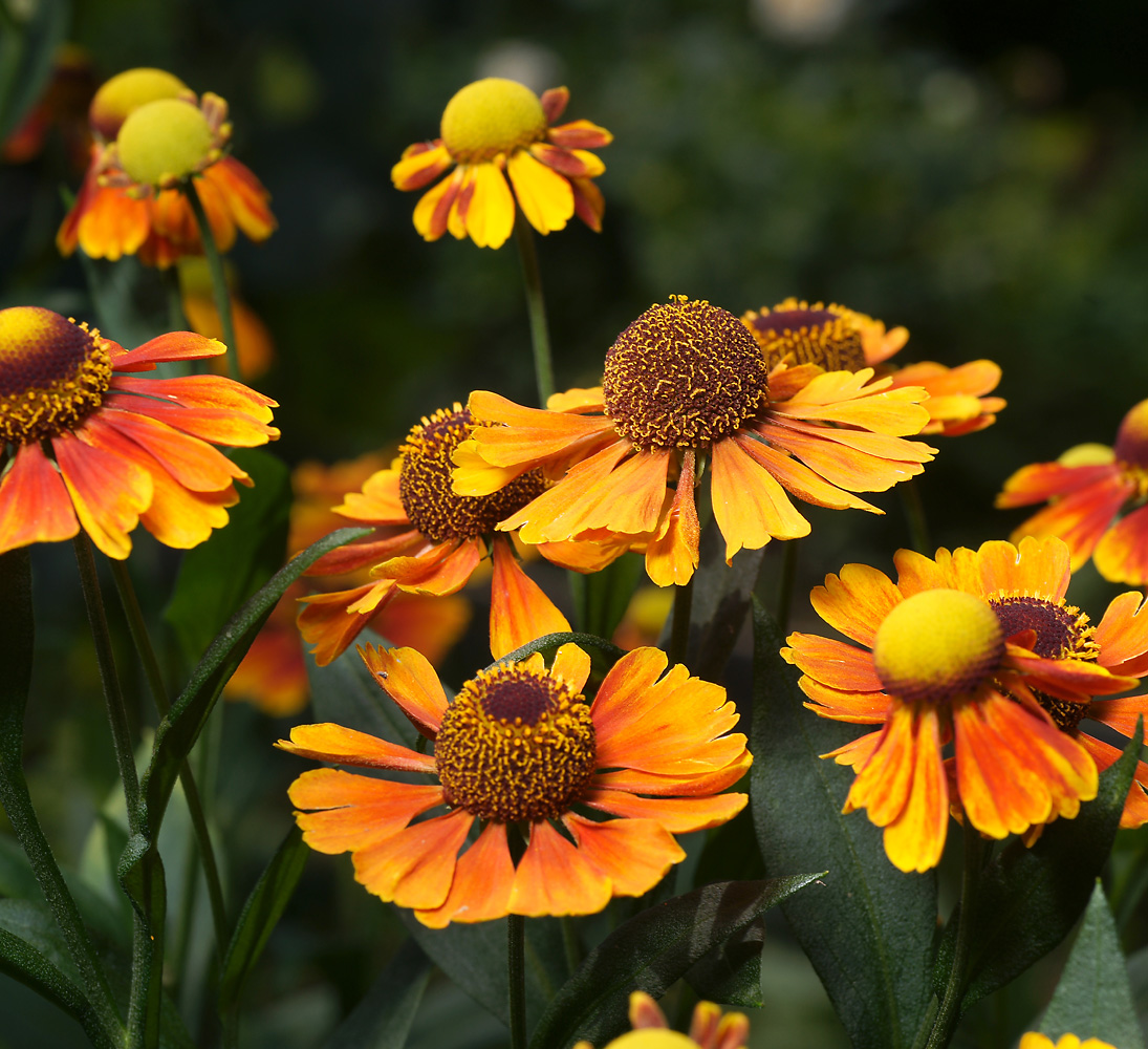 Изображение особи Helenium autumnale.