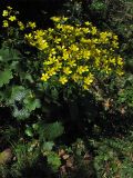 Ranunculus cortusifolius. Цветущее растение. Испания, Канарские острова. Тенерифе, горный массив Анага, на поляне в вересково-мирикового лесу. 7 марта 2008 г.