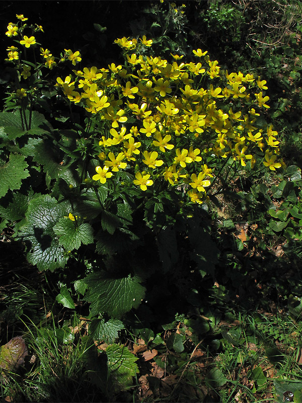 Изображение особи Ranunculus cortusifolius.