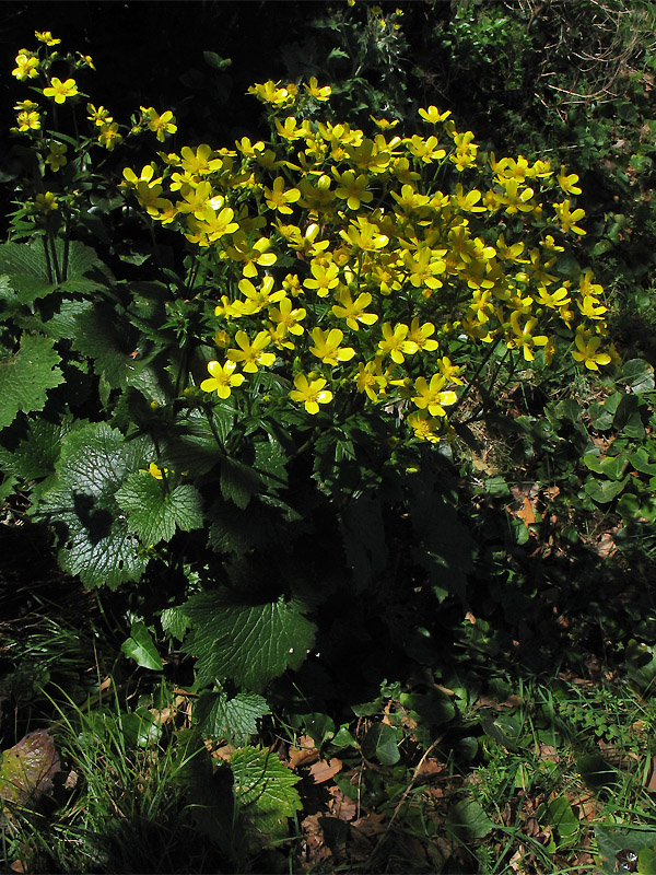 Image of Ranunculus cortusifolius specimen.