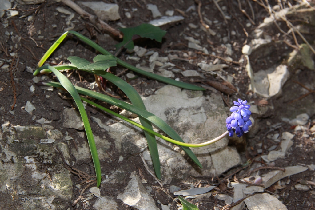 Image of Muscari armeniacum specimen.