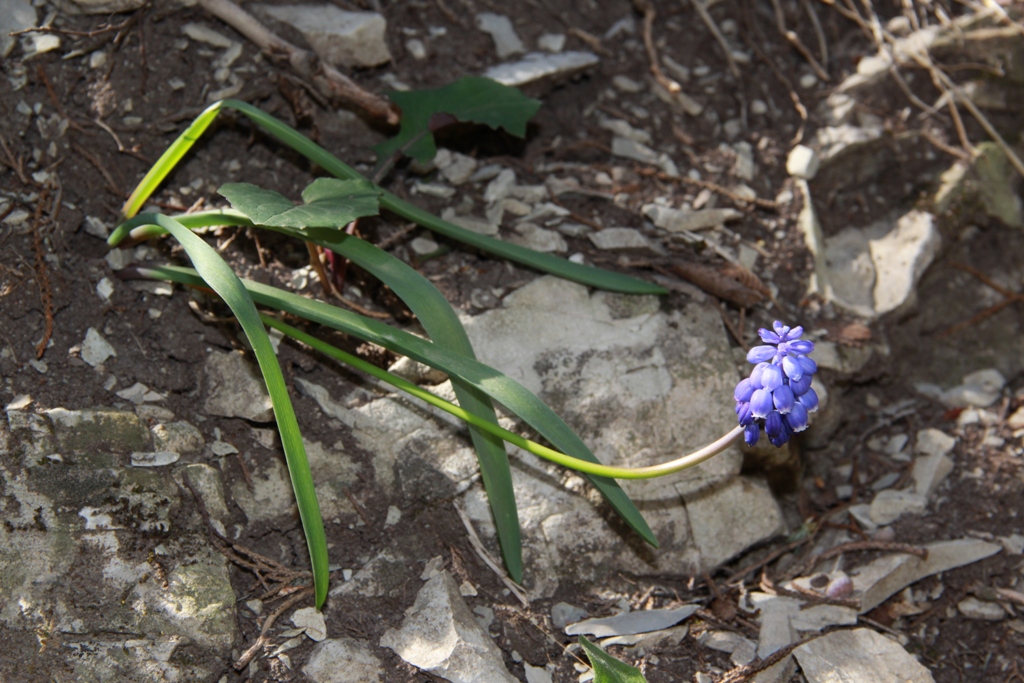 Изображение особи Muscari armeniacum.