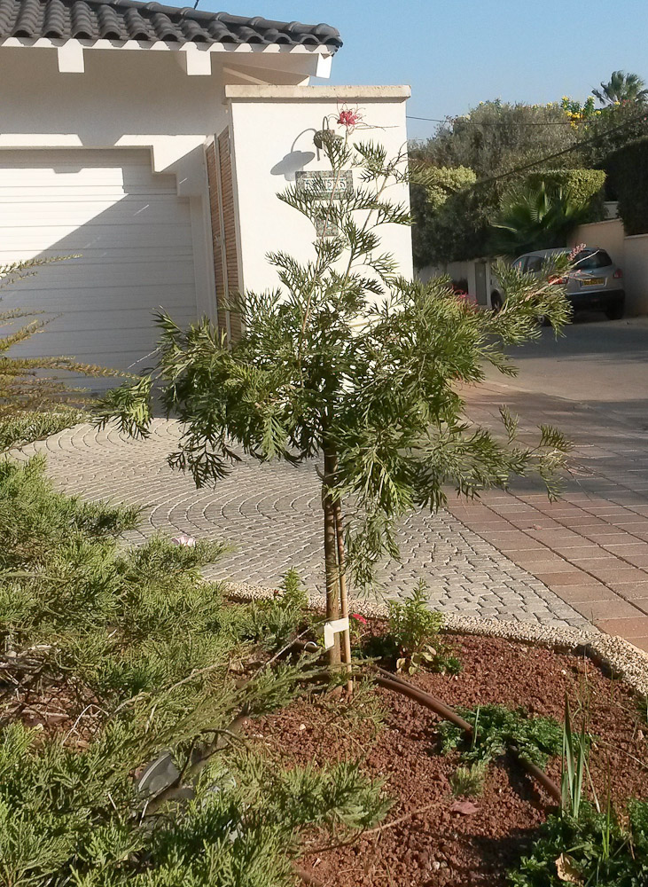 Image of Grevillea banksii specimen.