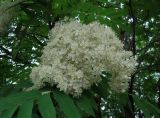 Sorbus sibirica. Соцветие. Камчатский край, Елизовский р-н, окр. г. Петропавловск-Камчатский, подлесок каменноберезника. 26.07.2013.