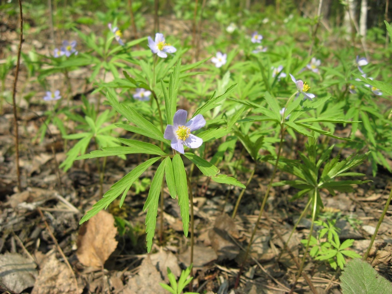 Изображение особи Anemone caerulea.