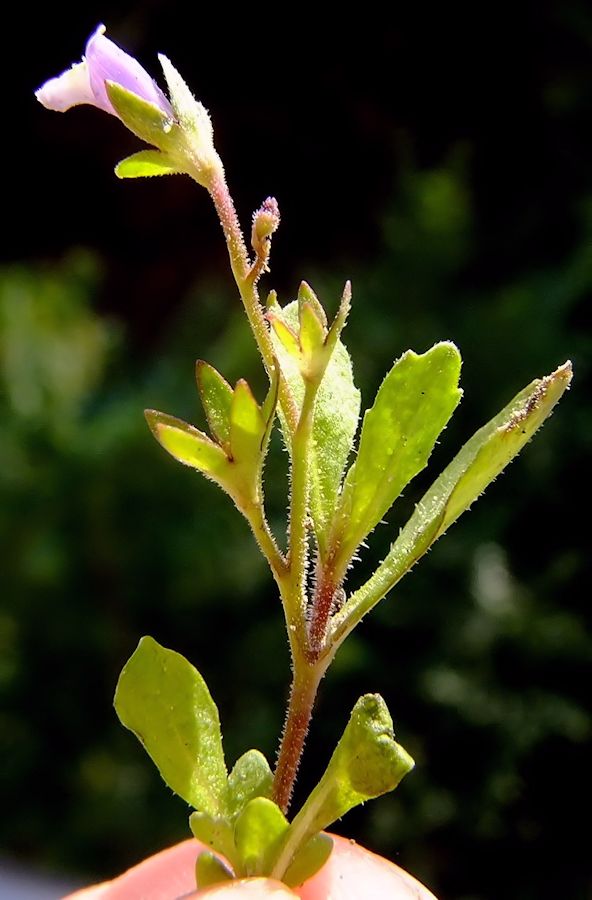 Image of Mazus pumilus specimen.