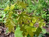 Acer platanoides. Верхушка побега с соцветиями и молодыми листьями. Тверская обл., Кимрский р-н. 09.05.2011.