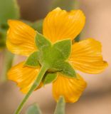 Abutilon fruticosum