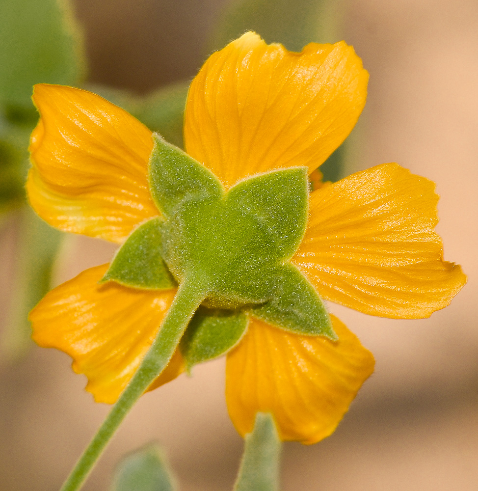 Image of Abutilon fruticosum specimen.