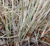 Miscanthus sinensis. Нижняя часть перезимовавшего растения ('Variegatus'). Германия, г. Дюссельдорф, Ботанический сад университета. 02.03.2014.