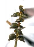 Potamogeton compressus