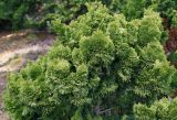 Chamaecyparis obtusa. Верхняя часть кроны ('Nana Aurea'). Германия, г. Дюссельдорф, Ботанический сад университета. 02.03.2014.