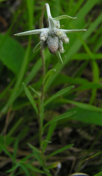 Image of Leontopodium leontopodioides specimen.