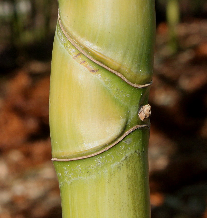 Image of Phyllostachys viridi-glaucescens specimen.