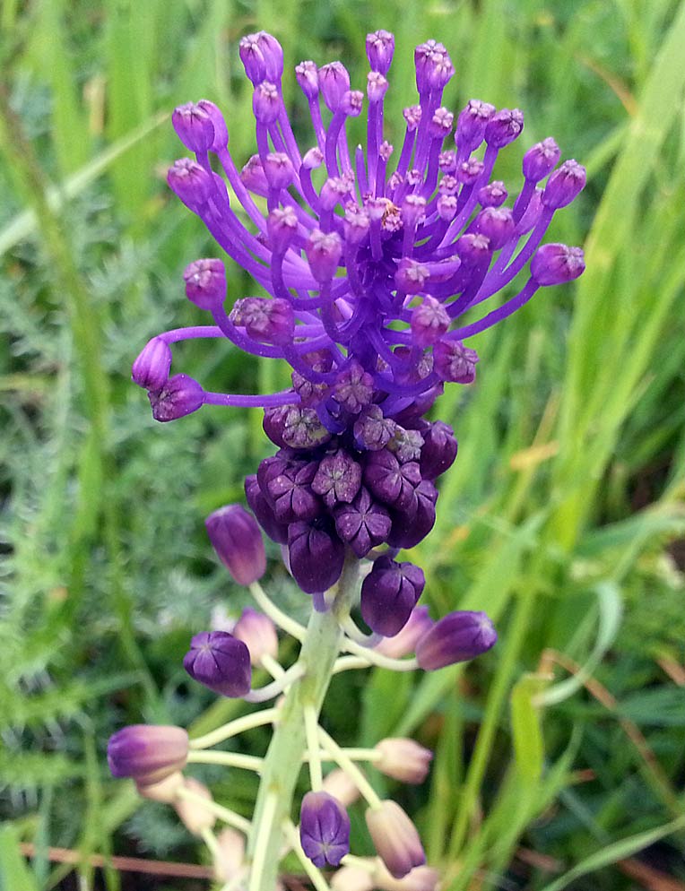 Изображение особи Leopoldia comosa.