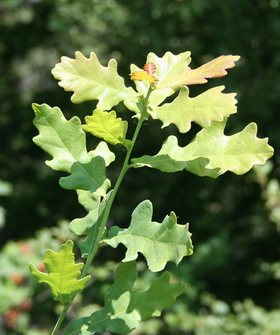 Image of Quercus robur specimen.