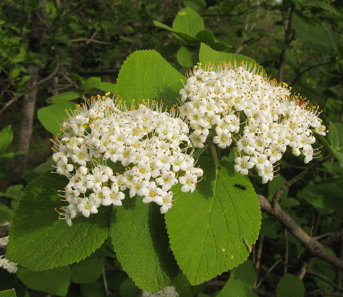 Изображение особи Viburnum lantana.