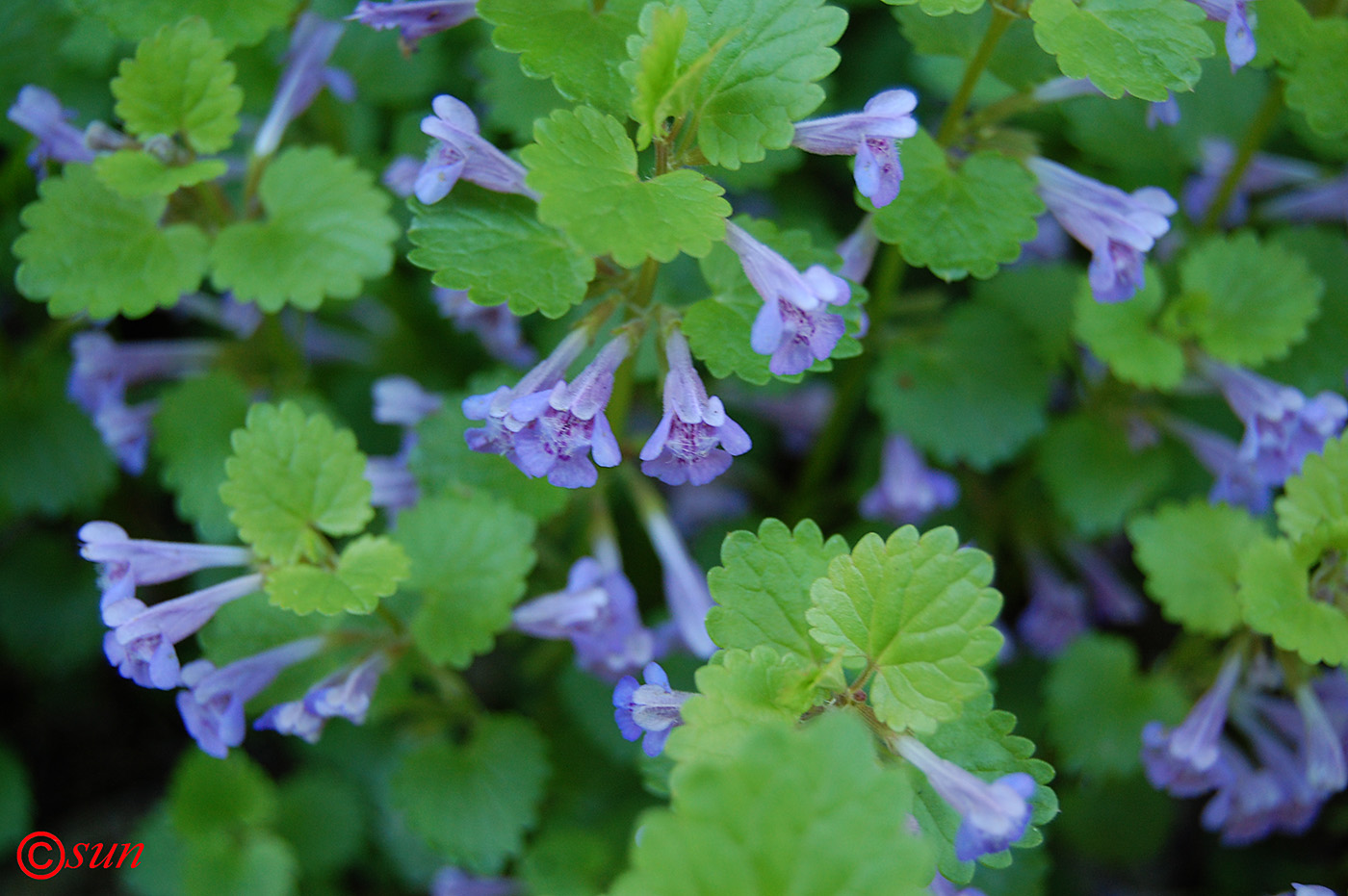 Изображение особи Glechoma hederacea.