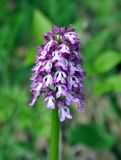 Orchis purpurea subspecies caucasica. Соцветие. Краснодарский край, Апшеронский р-н, долина р. Мезмай, опушка смешанного леса. 02.05.2014.