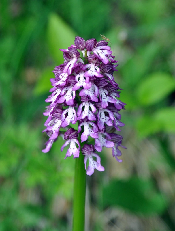 Image of Orchis purpurea ssp. caucasica specimen.