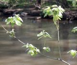 Salix caprea. Ветви в кроне упавшего дерева. Санкт-Петербург, берег р. Оккервиль. 18.05.2014.