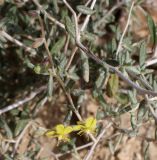 Helianthemum lippii