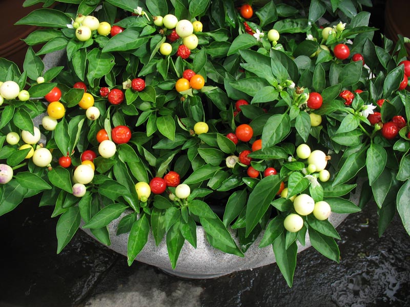 Image of Capsicum annuum specimen.