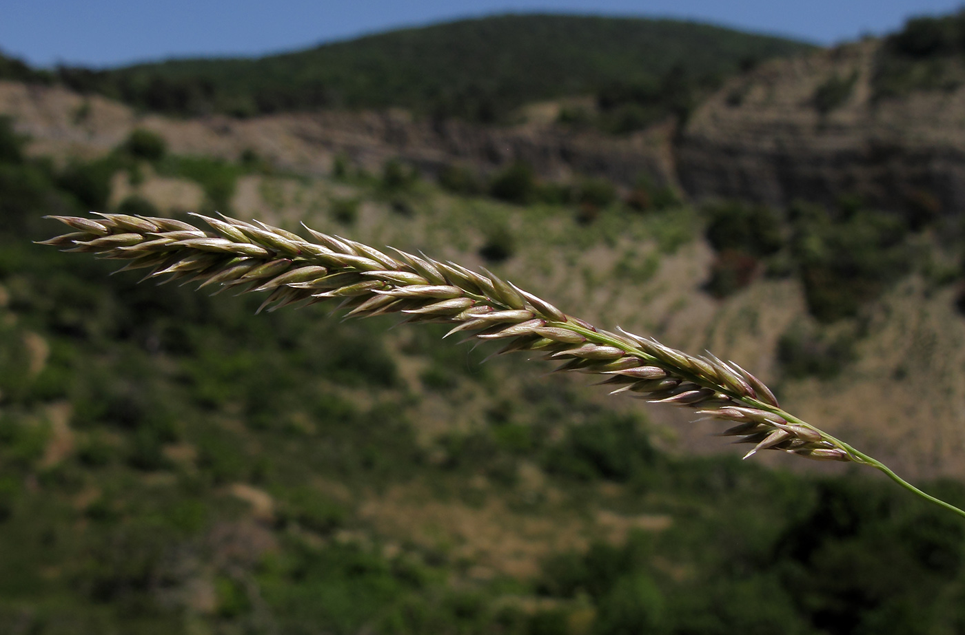 Image of Melica taurica specimen.