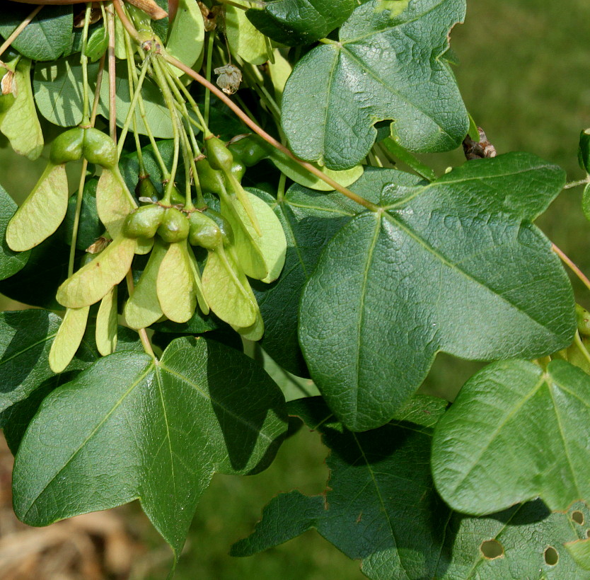 Image of Acer monspessulanum specimen.