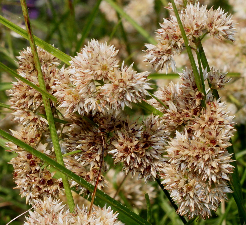 Image of Luzula nivea specimen.
