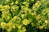Euphorbia cyparissias. Соцветия с завязями и невызревшими плодами. Германия, г. Дюссельдорф, Ботанический сад университета. 02.06.2014.