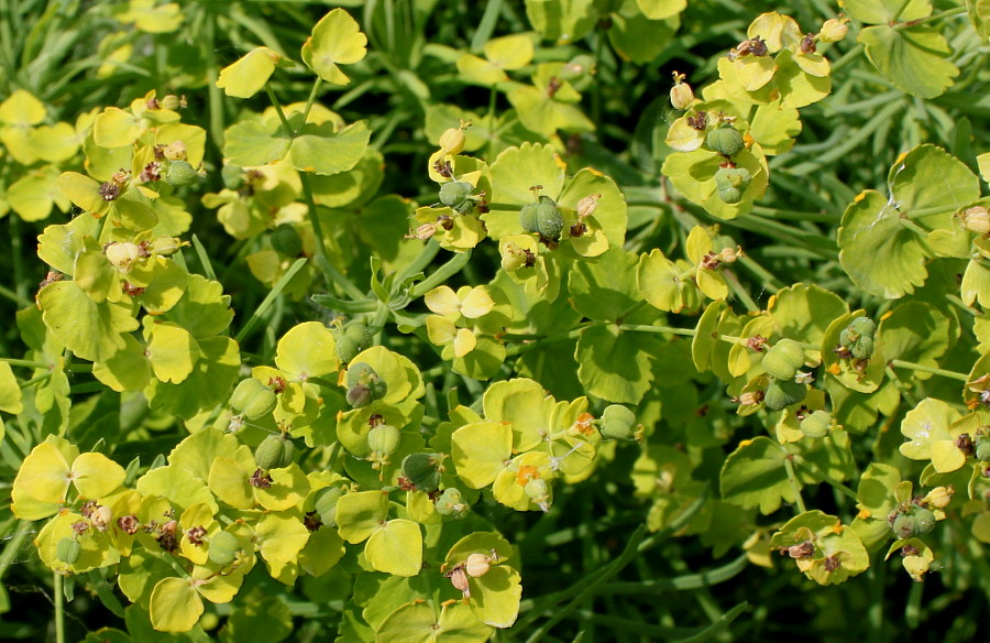 Изображение особи Euphorbia cyparissias.