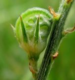 Onobrychis inermis