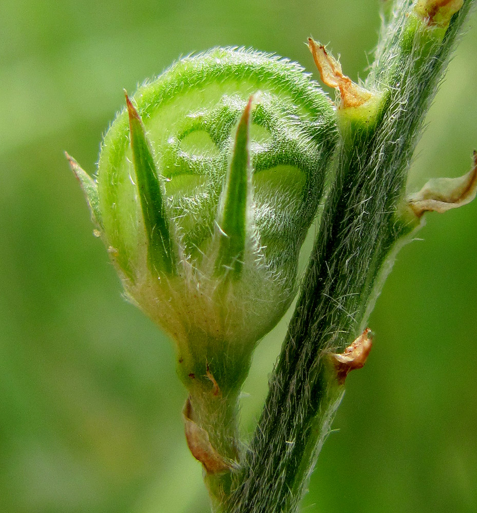 Изображение особи Onobrychis inermis.