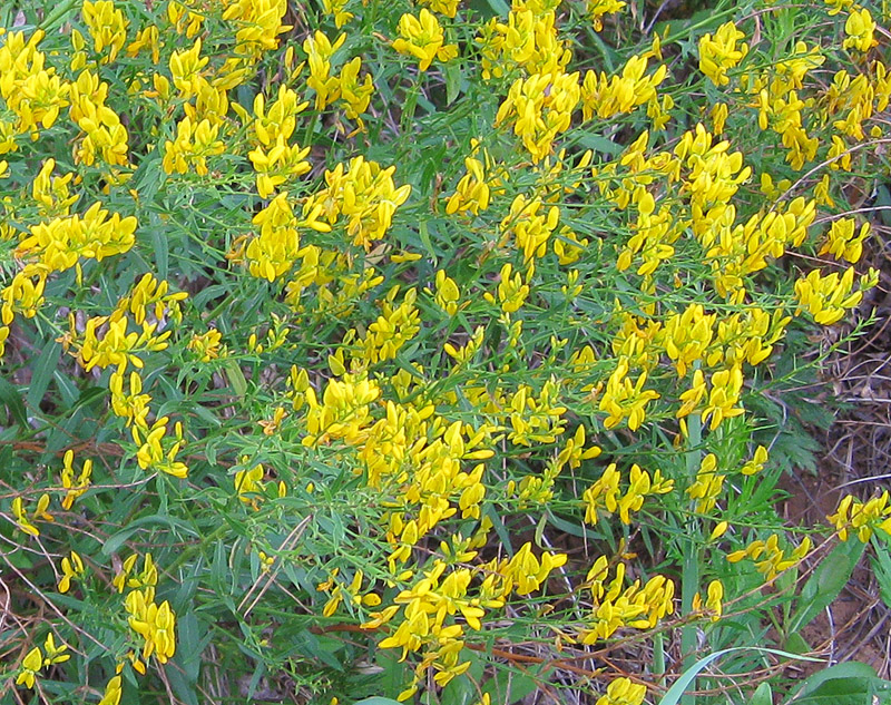 Image of Genista tinctoria specimen.