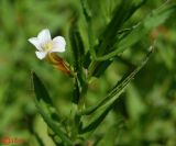 Gratiola officinalis