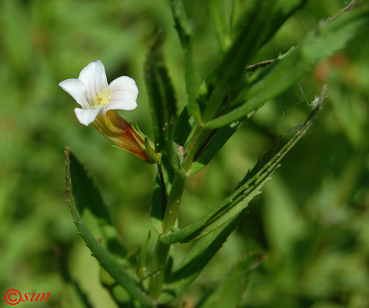 Изображение особи Gratiola officinalis.